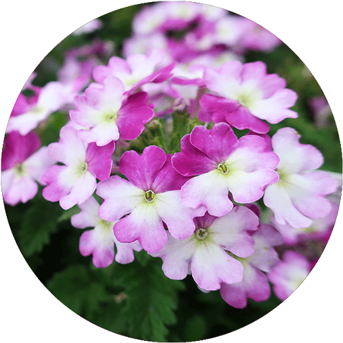 Purple, lavendar and white Verbena blooms.